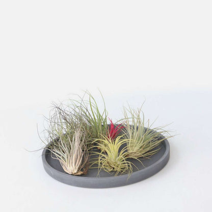 Tillandsia Mischung Tillandsien - 6 Stk - Tillandsia - Höhe 5-15Cm - ⌀5Cm 