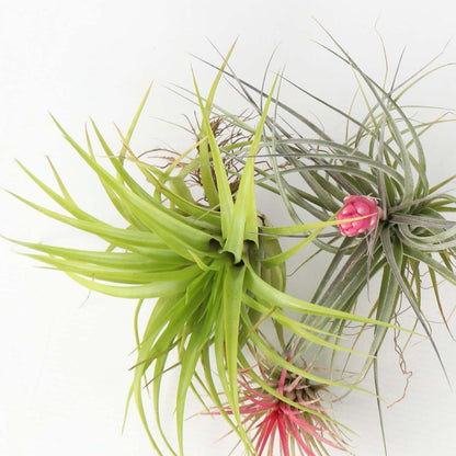 Tillandsia Mischung Tillandsien - 6 Stk - Tillandsia - Höhe 5-15Cm - ⌀5Cm 