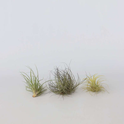 Tillandsia Mischung Tillandsien - 6 Stk - Tillandsia - Höhe 5-15Cm - ⌀5Cm 