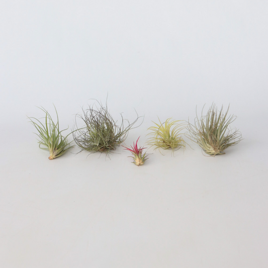 Tillandsia Mischung Tillandsien - 6 Stk - Tillandsia - Höhe 5-15Cm - ⌀5Cm 
