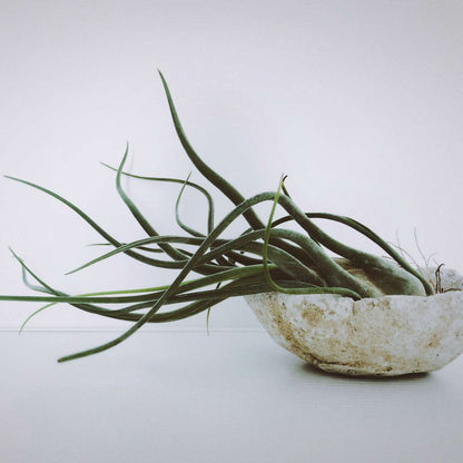 Tillandsia Mischung Tillandsien - 6 Stk - Tillandsia - Höhe 5-15Cm - ⌀5Cm 