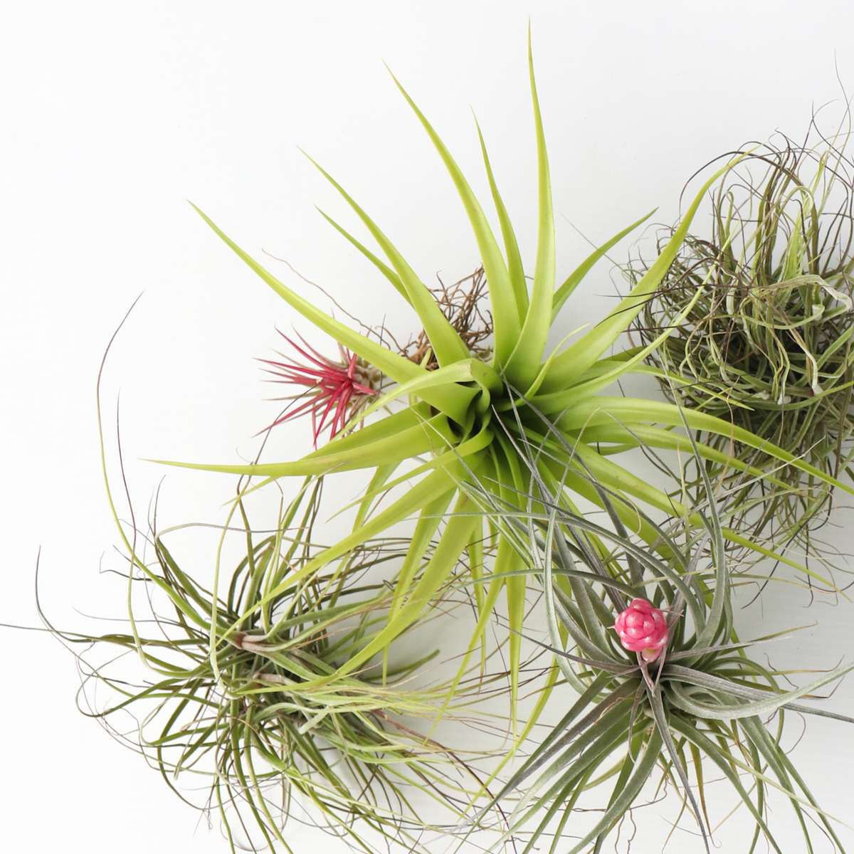 Tillandsia Mischung Tillandsien - 5 Stk - Tillandsia - Höhe 5-15Cm - ⌀5Cm 