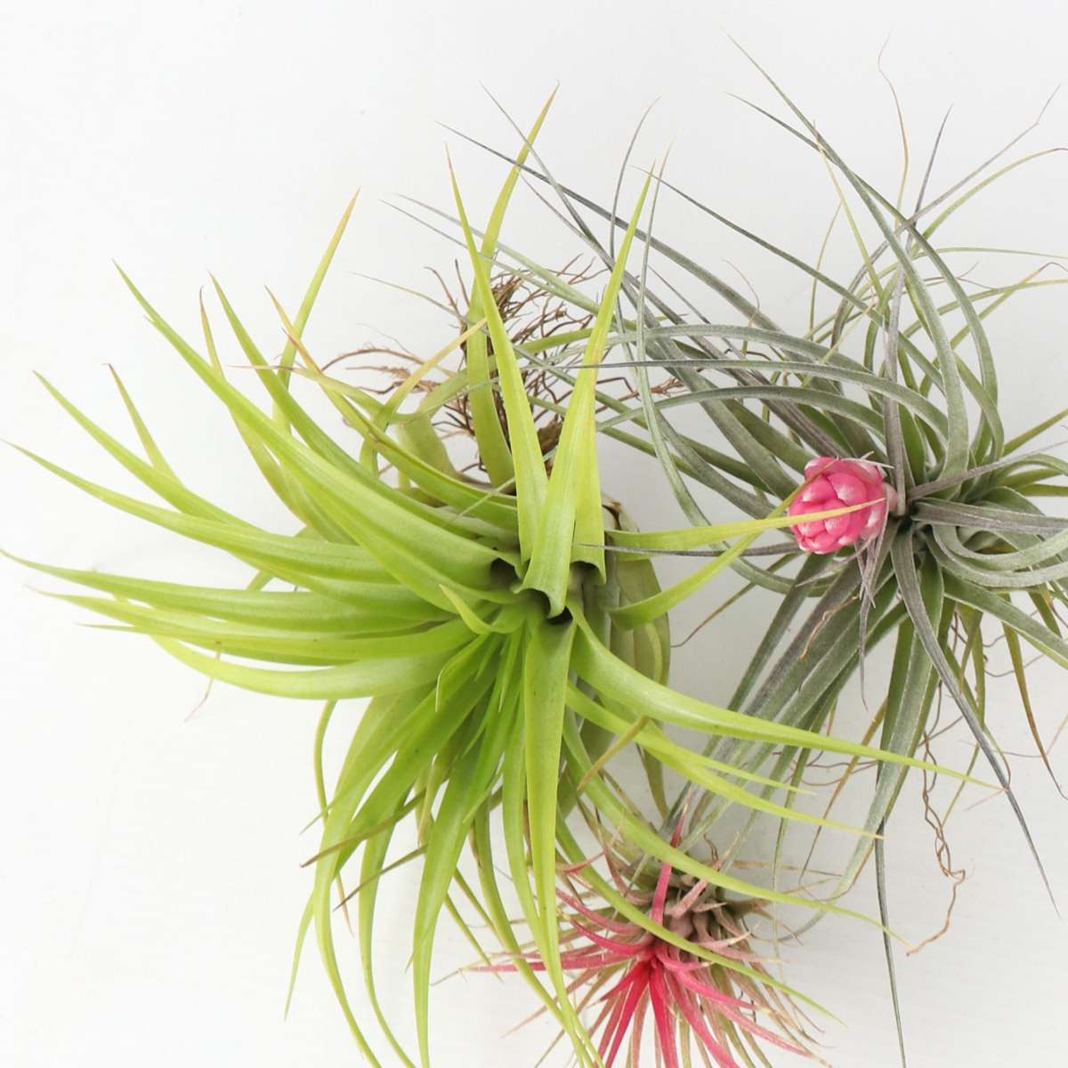 Tillandsia Mischung Tillandsien - 3 Stk - Tillandsia - Höhe 5-15Cm - ⌀5Cm 