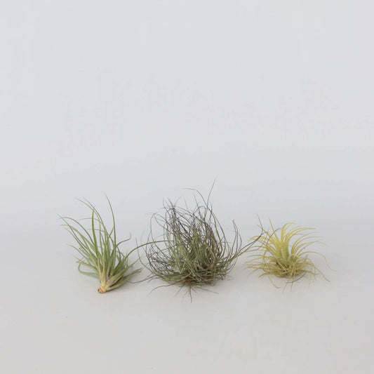 Tillandsia Mischung Tillandsien - 3 Stk - Tillandsia - Höhe 5-15Cm - ⌀5Cm 