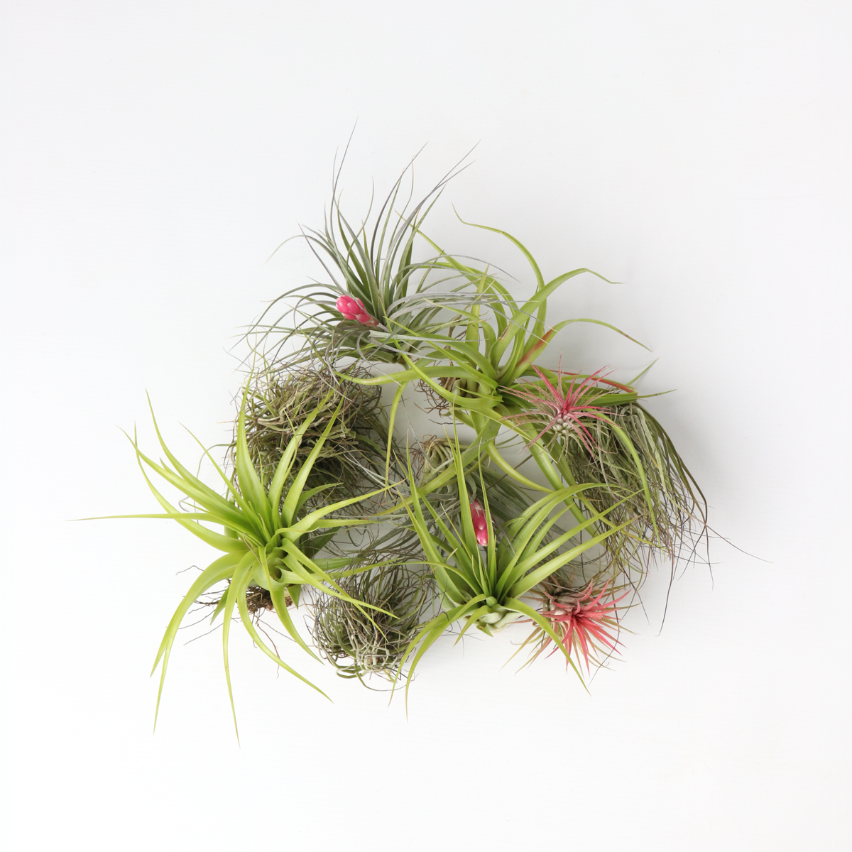 Tillandsia Tillandsien Luftpflanzen - 10 Stk - Tillandsia - Höhe 5-15Cm - ⌀5Cm 