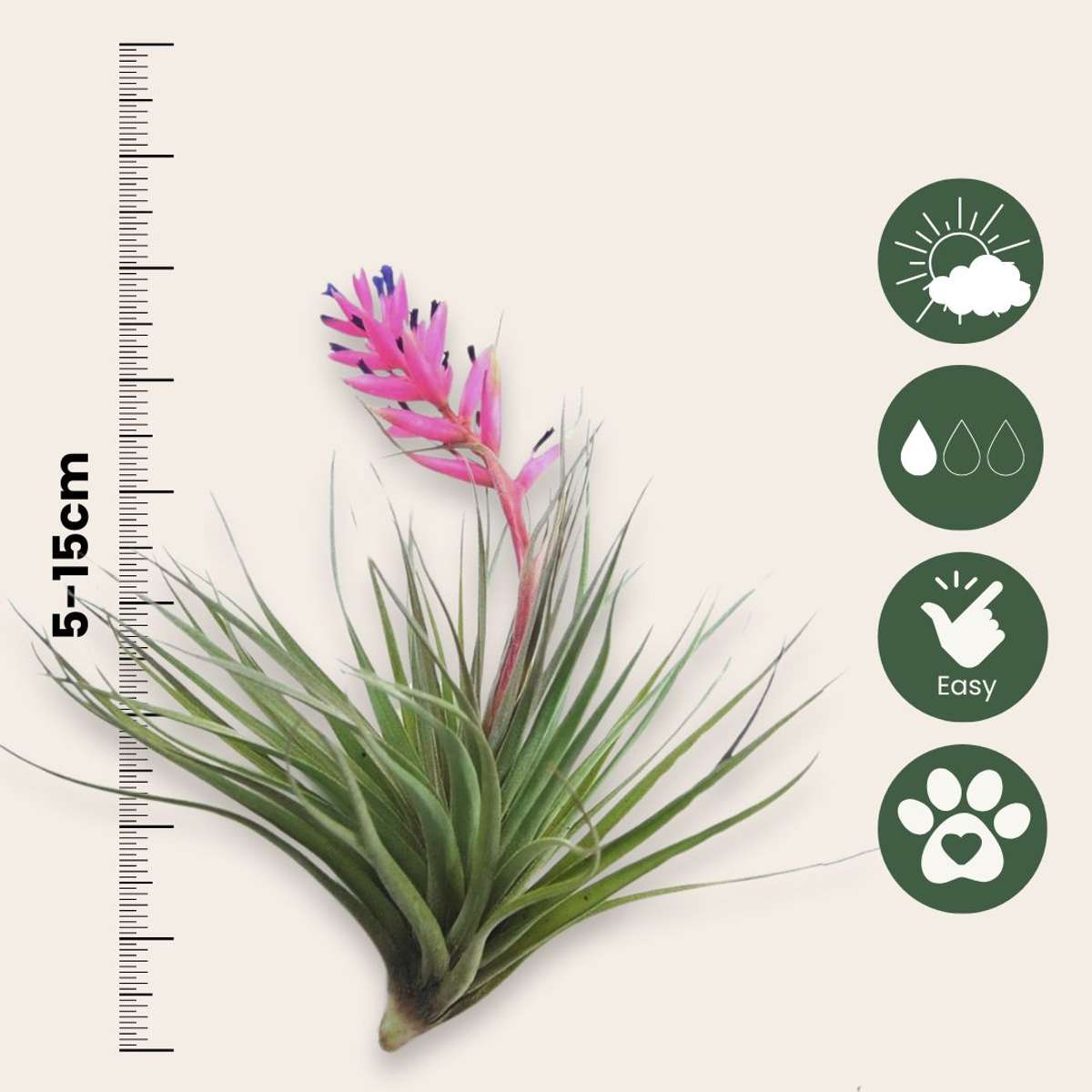 Tillandsia Tillandsien Luftpflanzen - 10 Stk - Tillandsia - Höhe 5-15Cm - ⌀5Cm 