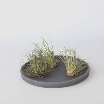 Tillandsia Tillandsien Luftpflanzen - 10 Stk - Tillandsia - Höhe 5-15Cm - ⌀5Cm 