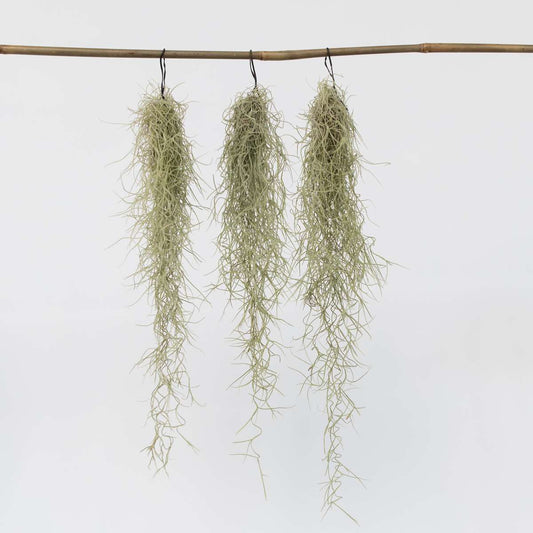 Tillandsia Spanisches Moos - 3 Stk - Tillandsia Usneoides - Höhe 25-40Cm - ⌀5Cm 