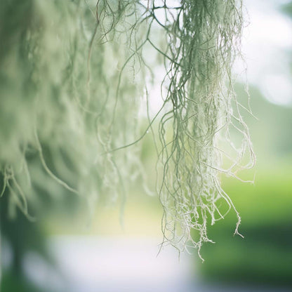 Tillandsia Spanisches Moos - 3 Stk - Tillandsia Usneoides - Höhe 25-40Cm - ⌀5Cm 