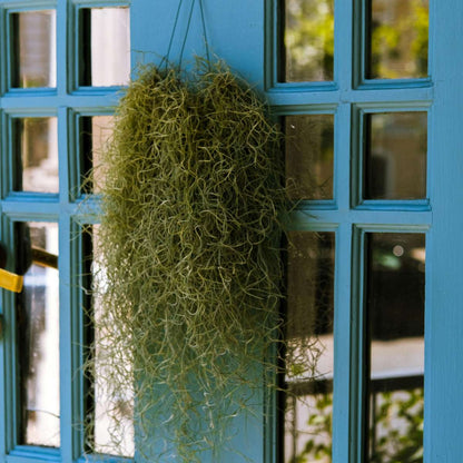 Tillandsia Spanisches Moos - 3 Stk - Tillandsia Usneoides - Höhe 25-40Cm - ⌀5Cm 