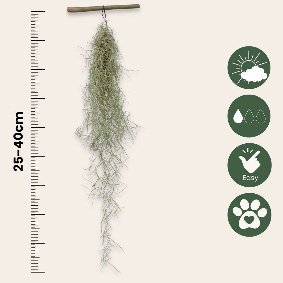 Tillandsia Spanisches Moos - 3 Stk - Tillandsia Usneoides - Höhe 25-40Cm - ⌀5Cm 