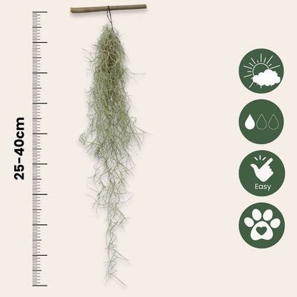 Tillandsia Spanisches Moos - 3 Stk - Tillandsia Usneoides - Höhe 25-40Cm - ⌀5Cm 