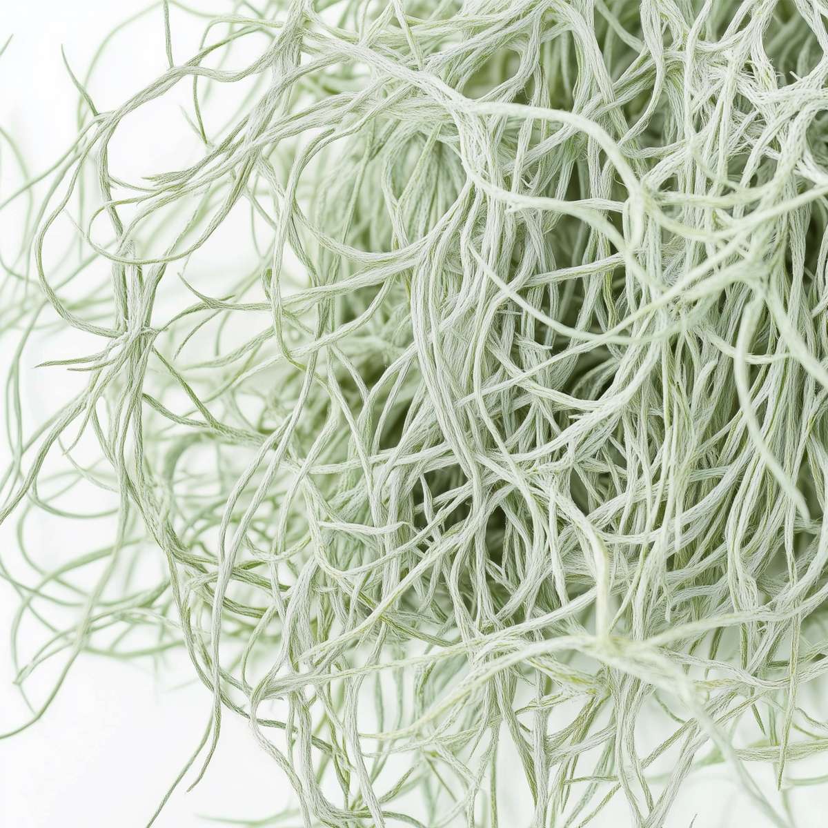 Tillandsia Spanisches Moos - 3 Stk - Tillandsia Usneoides - Höhe 25-40Cm - ⌀5Cm 