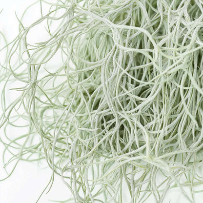 Tillandsia Spanisches Moos - 3 Stk - Tillandsia Usneoides - Höhe 25-40Cm - ⌀5Cm 