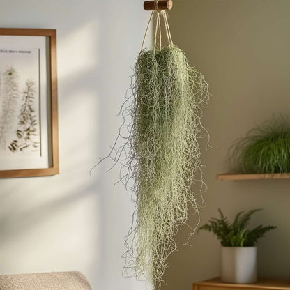 Tillandsia Spanisches Moos - 3 Stk - Tillandsia Usneoides - Höhe 25-40Cm - ⌀5Cm 