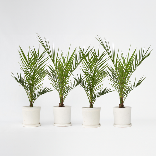 Garden Palms Kanarische Dattelpalme - 4 Stk - Phoenix Canariensis - Höhe 50-60Cm - ⌀15Cm 