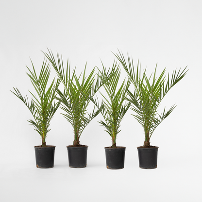 Garden Palms Kanarische Dattelpalme - 4 Stk - Phoenix Canariensis - Höhe 50-60Cm - ⌀15Cm 