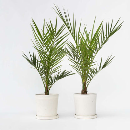 Garden Palms Kanarische Dattelpalme - 2 Stk - Phoenix Canariensis - Höhe 50-60Cm - ⌀15Cm 