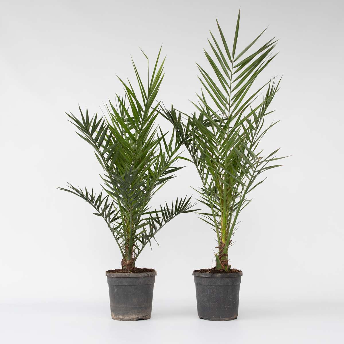 Garden Palms Kanarische Dattelpalme - 2 Stk - Phoenix Canariensis - Höhe 80-100Cm - ⌀19Cm 