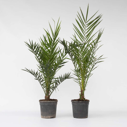 Garden Palms Kanarische Dattelpalme - 2 Stk - Phoenix Canariensis - Höhe 80-100Cm - ⌀19Cm 