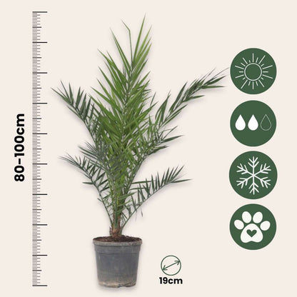 Garden Palms Kanarische Dattelpalme - Phoenix Canariensis - Höhe 80-100Cm - ⌀19Cm 