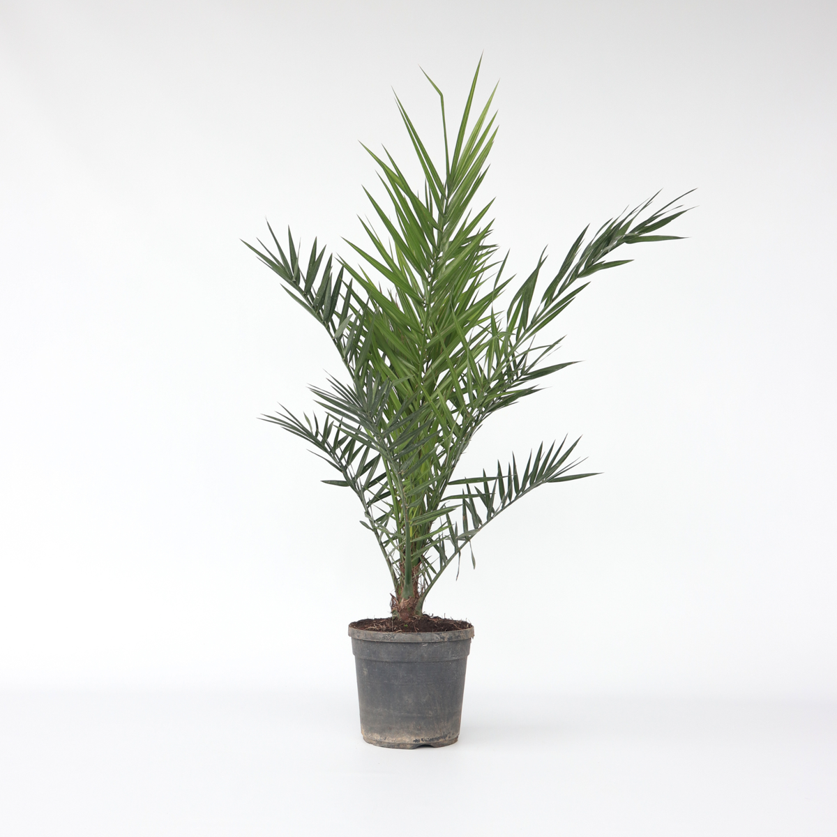 Garden Palms Kanarische Dattelpalme - Phoenix Canariensis - Höhe 80-100Cm - ⌀19Cm 