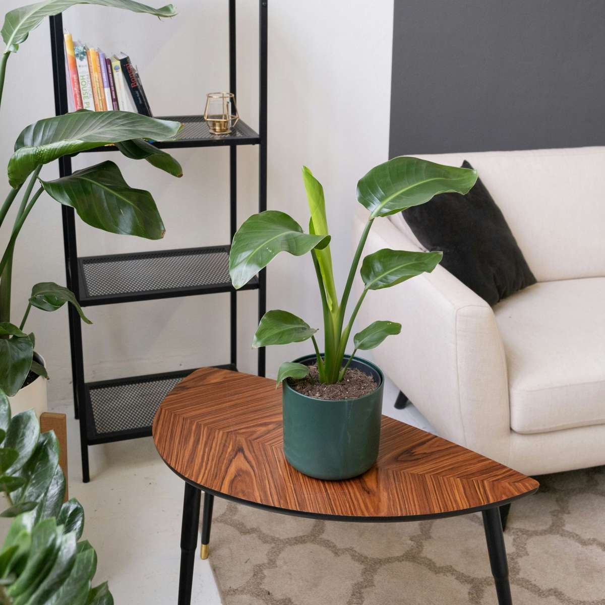 Strelitzia Paradiesvogelblume - Strelitzie - Strelitzia Reginea - Höhe 25-40Cm - ⌀9Cm 