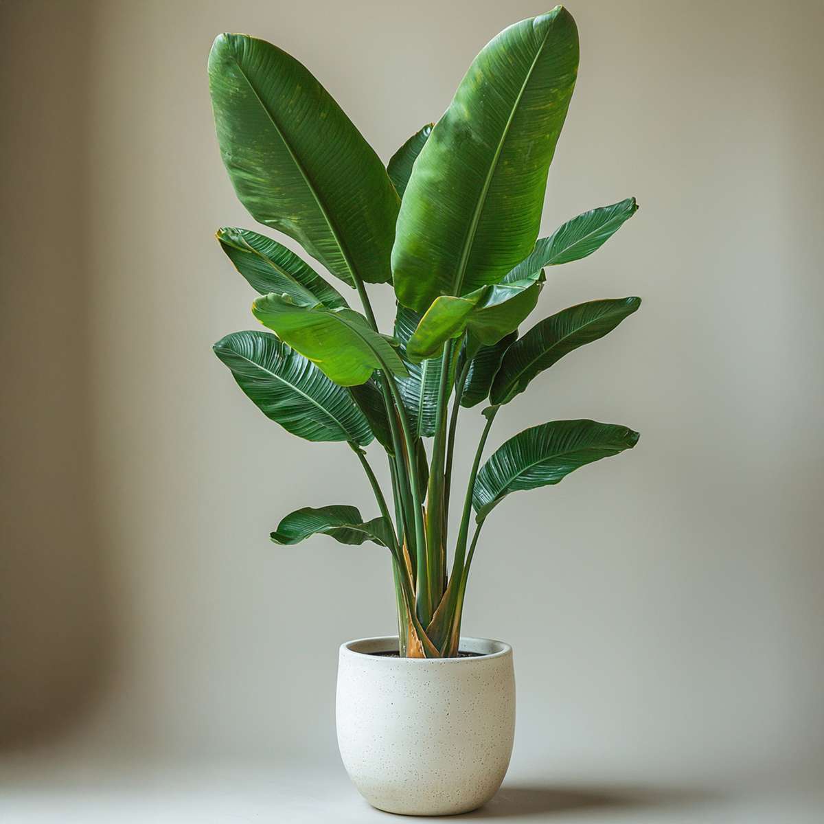 Strelitzia Paradiesvogelblume - 2 Stk - Strelitzie Nicolai - Höhe 55-70Cm - ⌀17Cm 