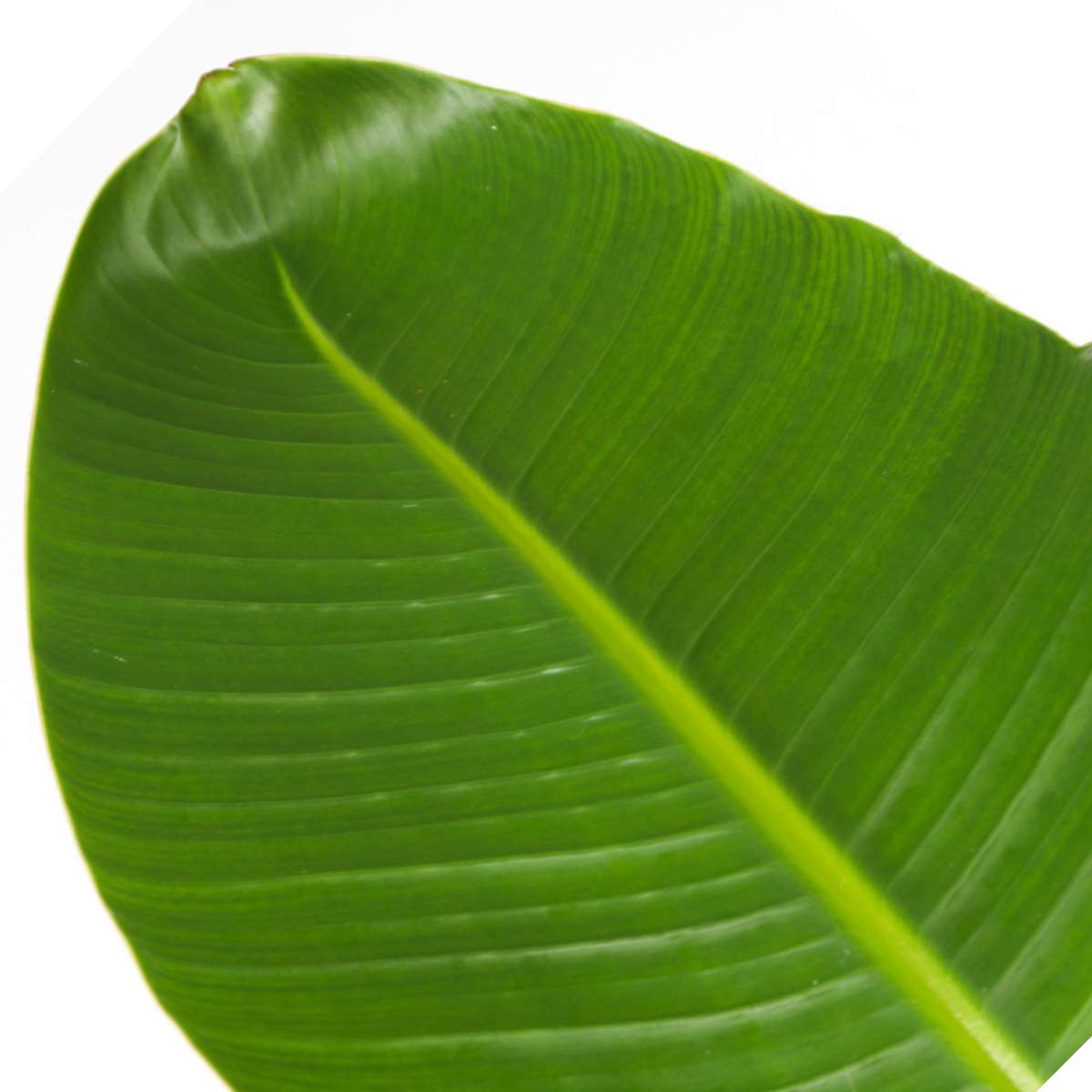 Strelitzia Paradiesvogelblume - Strelitzie - Strelitzia Nicolai - Höhe 55-70Cm - ⌀17Cm 