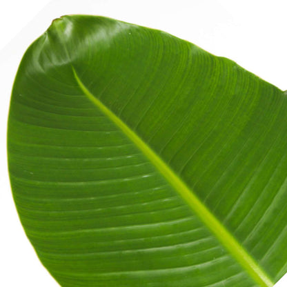 Strelitzia Paradiesvogelblume - Strelitzie - Strelitzia Nicolai - Höhe 55-70Cm - ⌀17Cm 