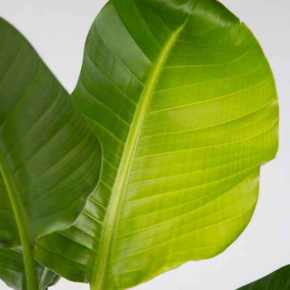 Strelitzia Paradiesvogelblume - Strelitzie - Strelitzia Nicolai - Höhe 55-70Cm - ⌀17Cm 