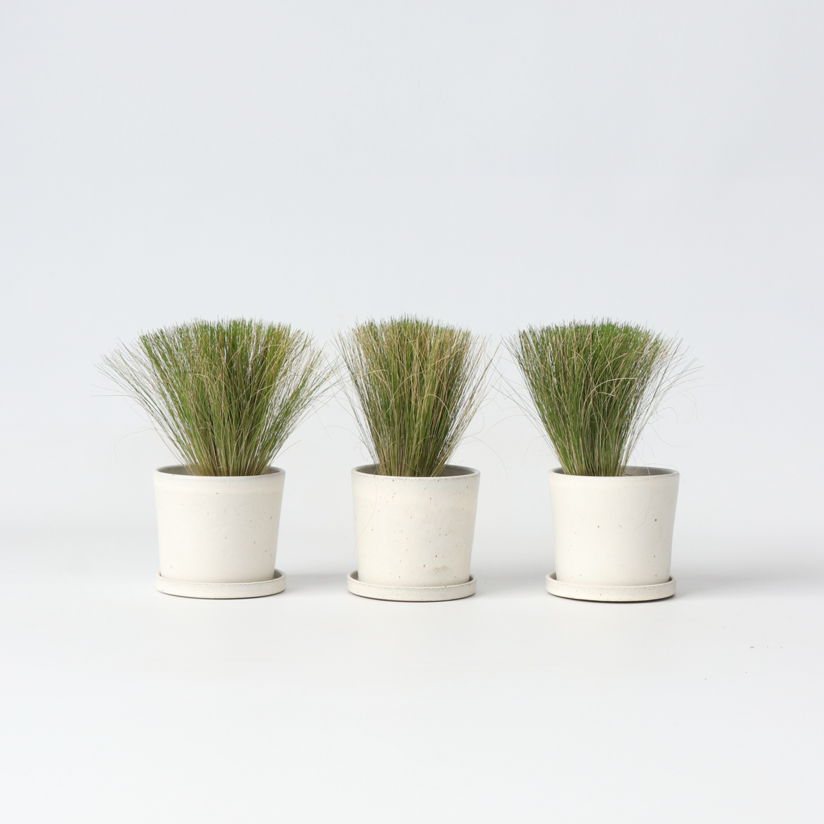 Ornamental Grasses Federgras - 3 Stk - Stipa Tenuifolia 'Pony Tails' - Höhe 20-30Cm - ⌀9Cm 