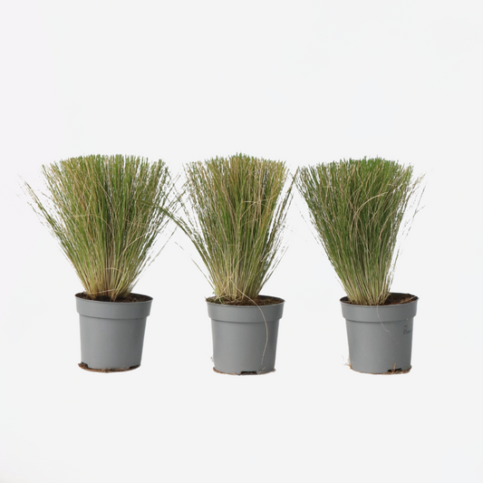 Ornamental Grasses Federgras - 3 Stk - Stipa Tenuifolia 'Pony Tails' - Höhe 20-30Cm - ⌀9Cm 