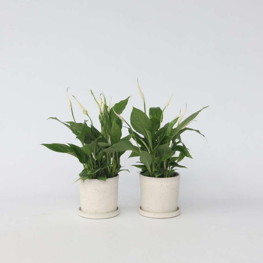 Other Green Houseplants Friedenslilie - Einblatt - 6 Stk - Spathiphyllum Torelli - Höhe 30-45Cm - ⌀12Cm 