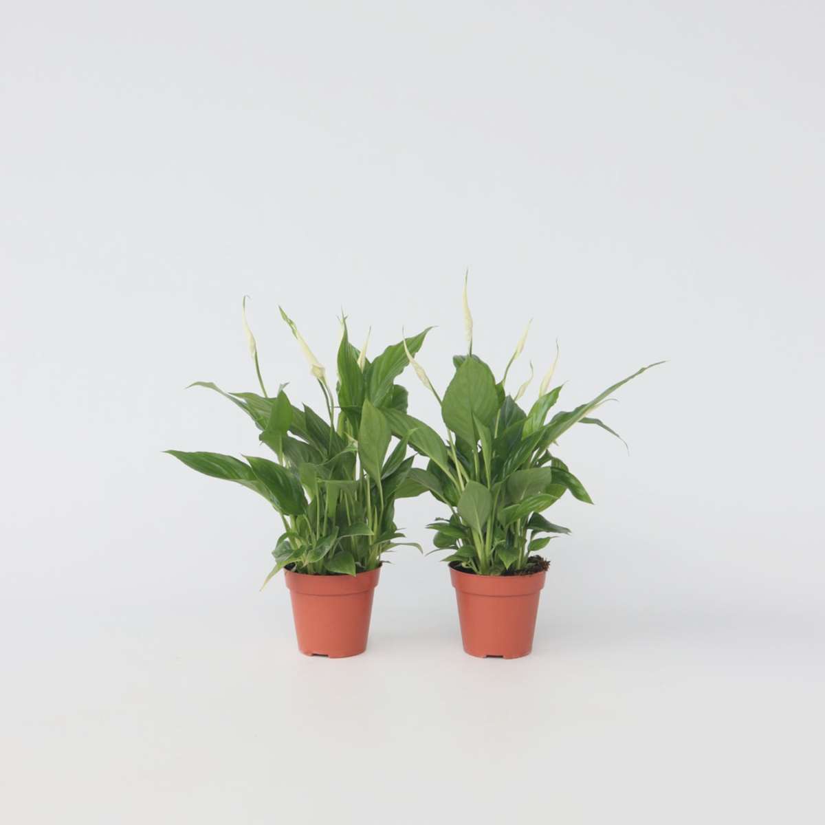 Other Green Houseplants Friedenslilie - Einblatt - 6 Stk - Spathiphyllum Torelli - Höhe 30-45Cm - ⌀12Cm 
