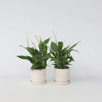 Other Green Houseplants Friedenslilie - Einblatt - 4 Stk - Spathiphyllum Torelli - Höhe 30-45Cm - ⌀12Cm 