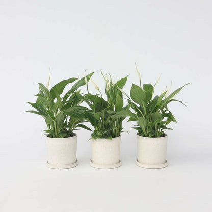Other Green Houseplants Friedenslilie - Einblatt - 3 Stk - Spathiphyllum Torelli - Höhe 30-45Cm - ⌀12Cm 