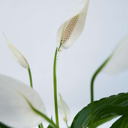 Other Green Houseplants Friedenslilie - Einblatt - 3 Stk - Spathiphyllum Torelli - Höhe 30-45Cm - ⌀12Cm 