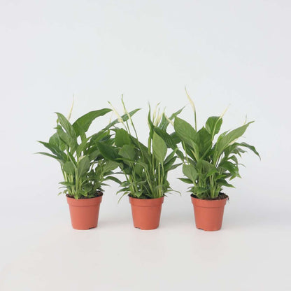 Other Green Houseplants Friedenslilie - Einblatt - 3 Stk - Spathiphyllum Torelli - Höhe 30-45Cm - ⌀12Cm 