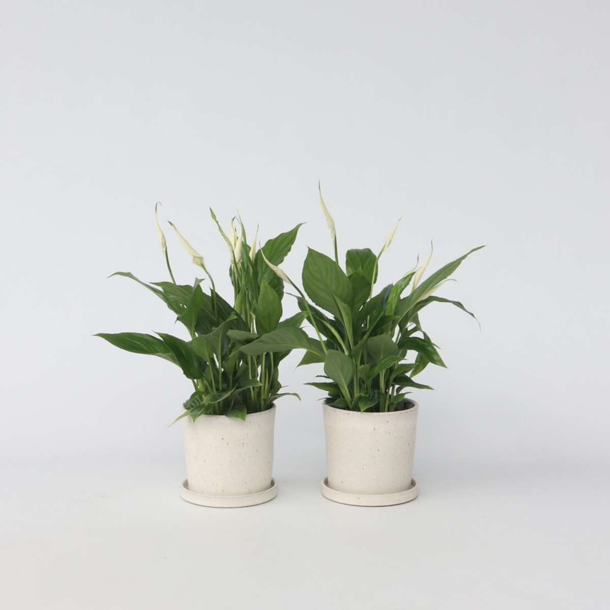 Other Green Houseplants Friedenslilie - Einblatt - 2 Stk - Spathiphyllum Torelli - Höhe 30-45Cm - ⌀12Cm 