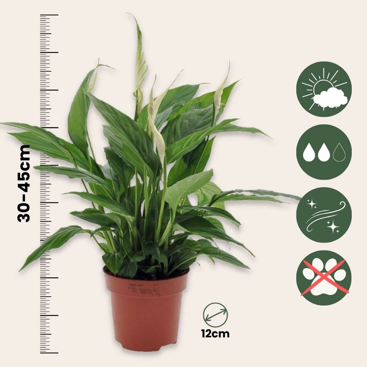 Other Green Houseplants Friedenslilie - Einblatt - 2 Stk - Spathiphyllum Torelli - Höhe 30-45Cm - ⌀12Cm 