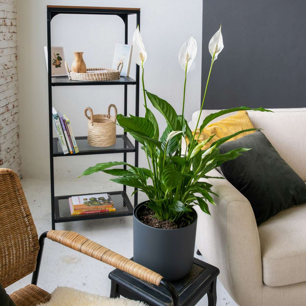 Other Green Houseplants Friedenslilie - Einblatt - 2 Stk - Spathiphyllum Torelli - Höhe 30-45Cm - ⌀12Cm 