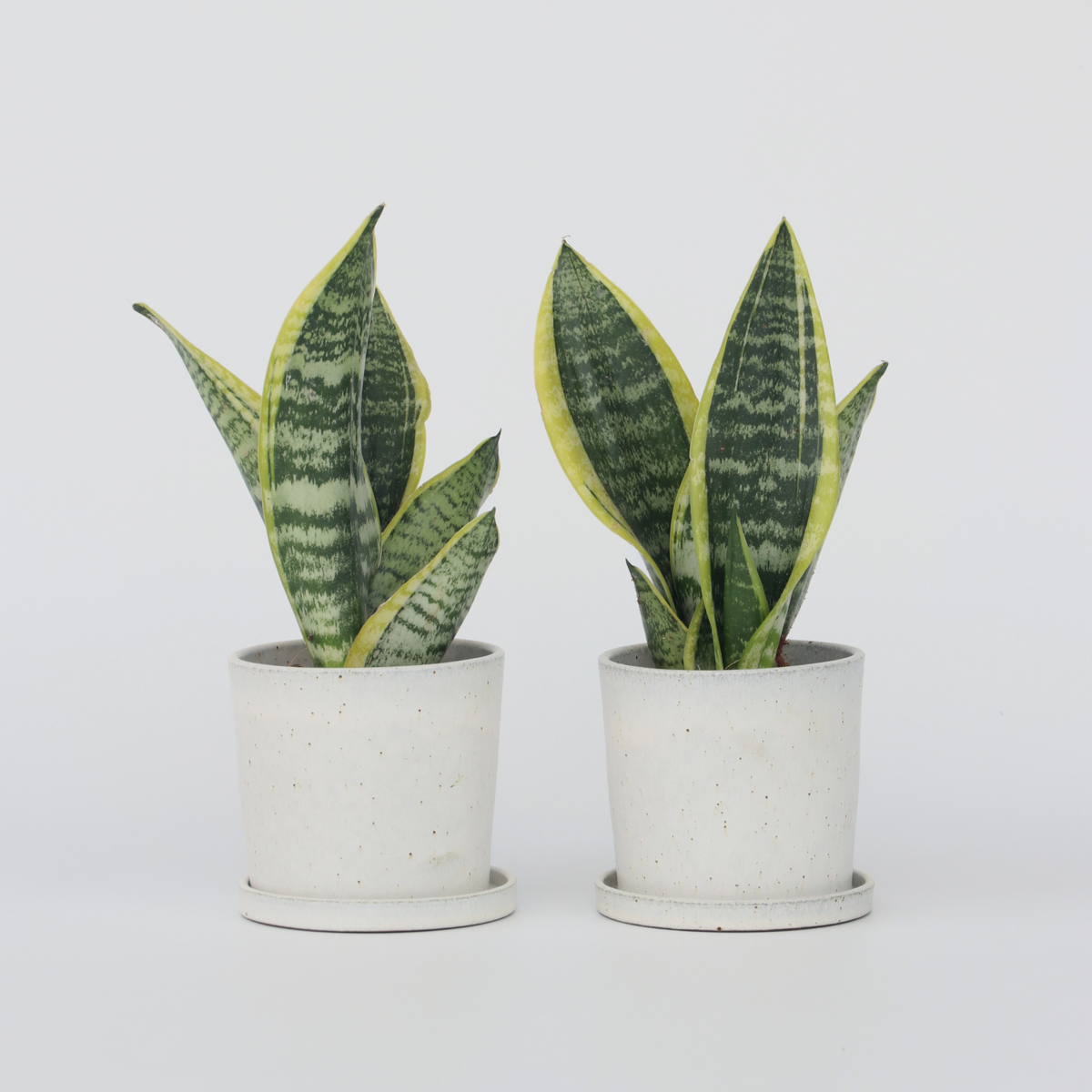 Sansevieria Bogenhanf - 2 Stk - Sansevieria 'Futura Superba' - Höhe 35-40Cm - ⌀12Cm 