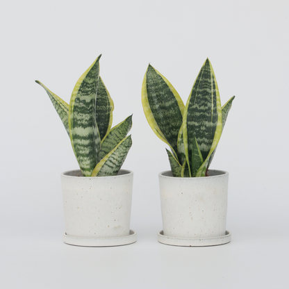Sansevieria Bogenhanf - 2 Stk - Sansevieria 'Futura Superba' - Höhe 35-40Cm - ⌀12Cm 