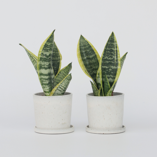 Sansevieria Bogenhanf - 2 Stk - Sansevieria 'Futura Superba' - Höhe 35-40Cm - ⌀12Cm 