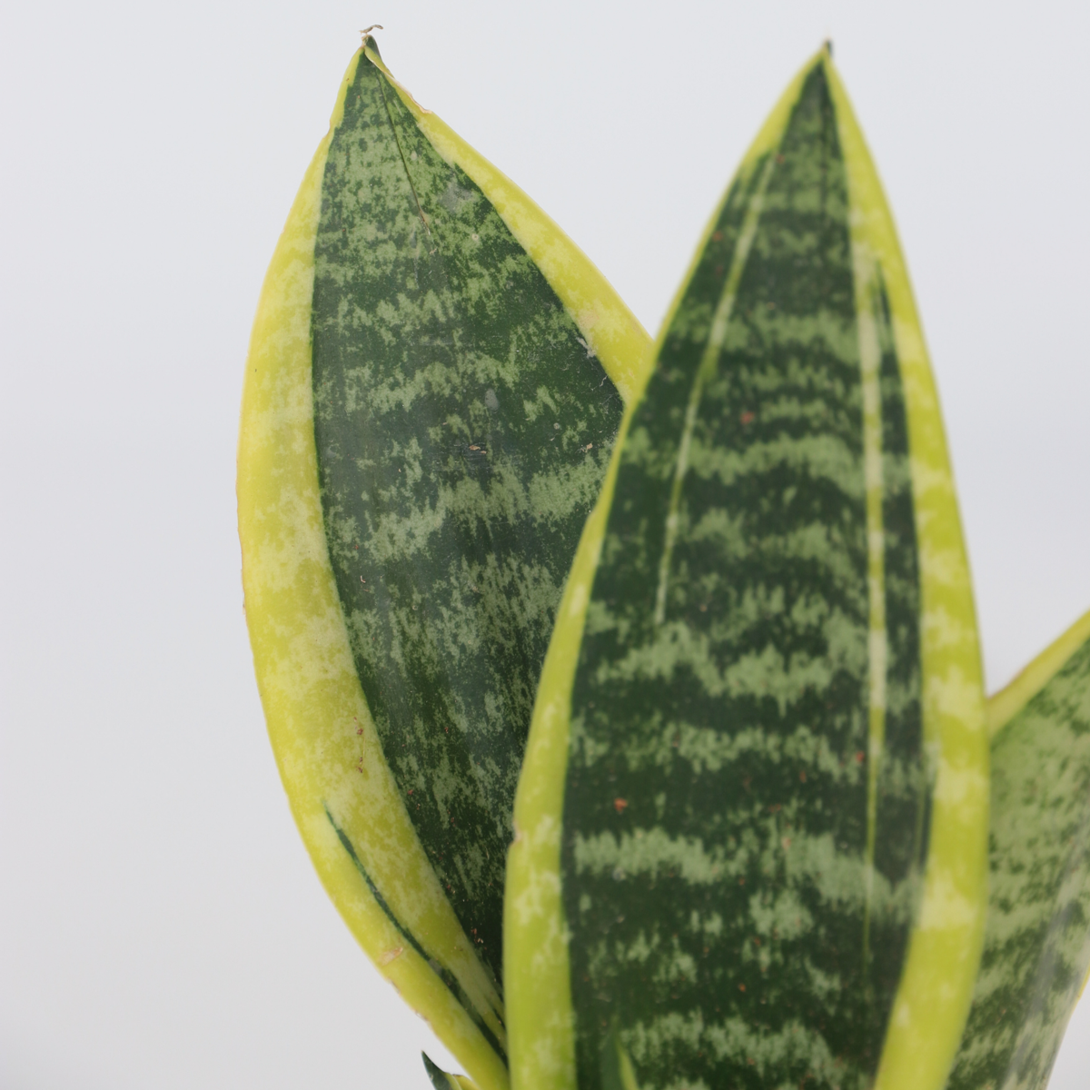 Sansevieria Bogenhanf - 2 Stk - Sansevieria 'Futura Superba' - Höhe 35-40Cm - ⌀12Cm 