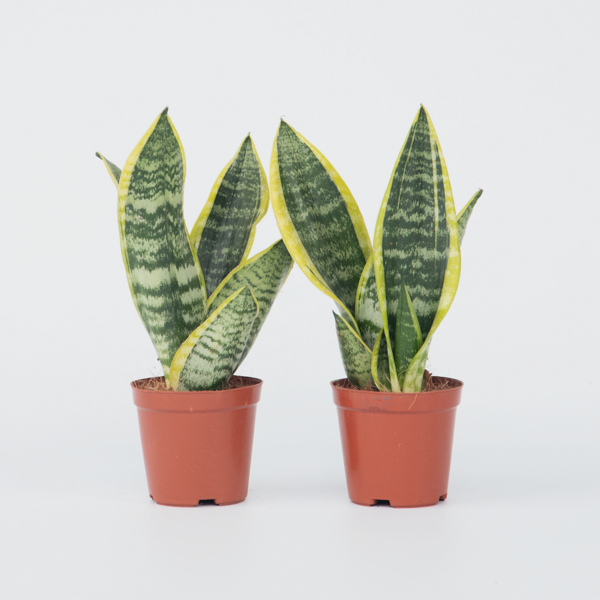 Sansevieria Bogenhanf - 2 Stk - Sansevieria 'Futura Superba' - Höhe 35-40Cm - ⌀12Cm 