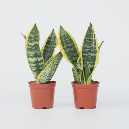 Sansevieria Bogenhanf - 2 Stk - Sansevieria 'Futura Superba' - Höhe 35-40Cm - ⌀12Cm 