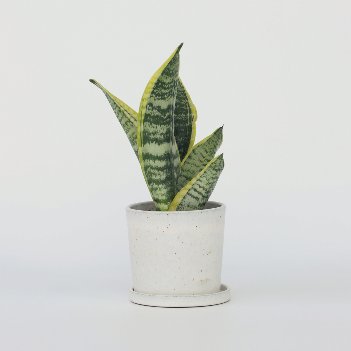 Sansevieria Bogenhanf - Sanseviera Trifasciata 'Futura Superba' - Höhe 35-40Cm - ⌀12Cm 
