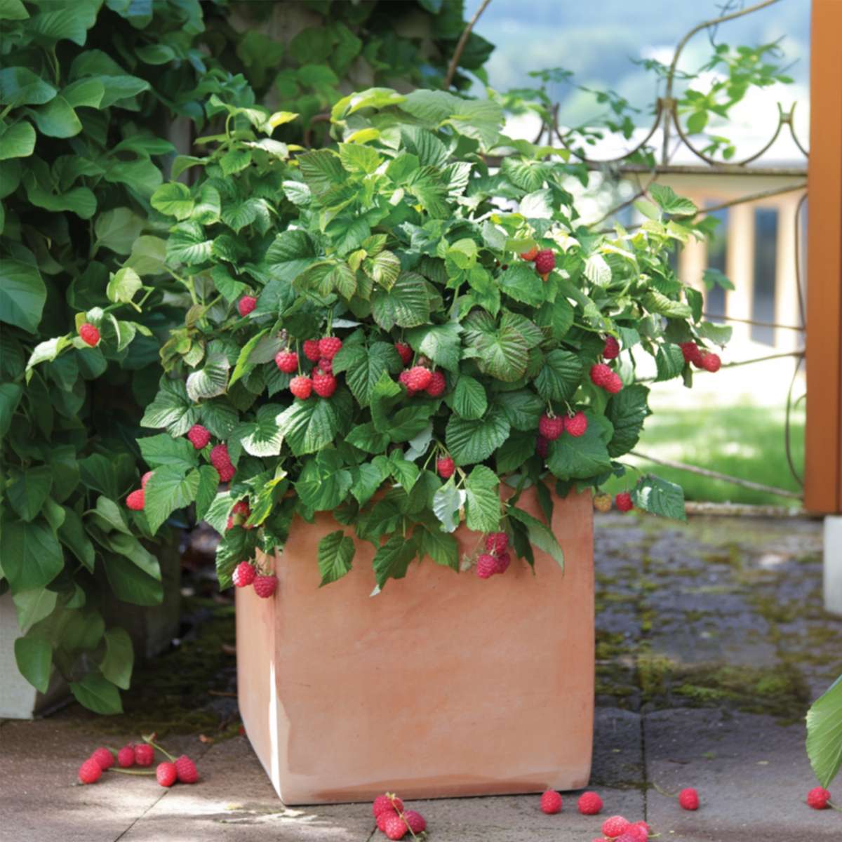 Fruit Trees Himbeerpflanzen - 6 Stk - Rubus Ideaus 'Autumn Bliss' - Höhe 25-40Cm - ⌀9Cm 